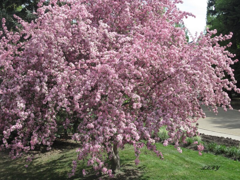 Pink Flowering Tree — Serene, Spring, Photograph, Grass, Road