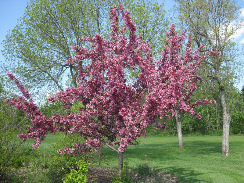 Pink Flowering Tree — Serene, Spring, Photograph, Grass