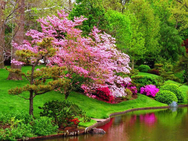 Pink Flowering Tree — Serene, Spring, Photograph, Pond, Green Grass