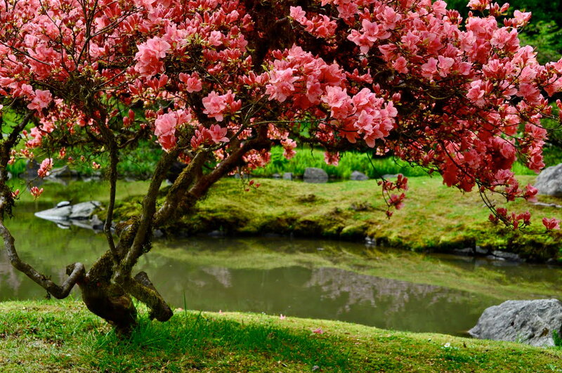 Pink Flowering Tree — Serene, Spring, Photograph, Pond, Moss