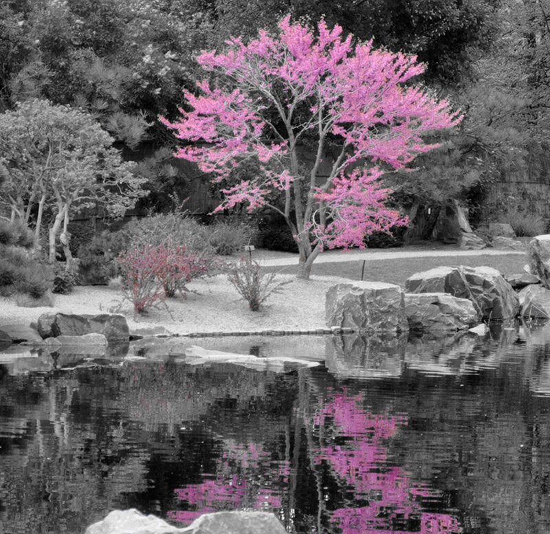 Pink Flowering Tree — Serene, Spring, Photograph, Pond
