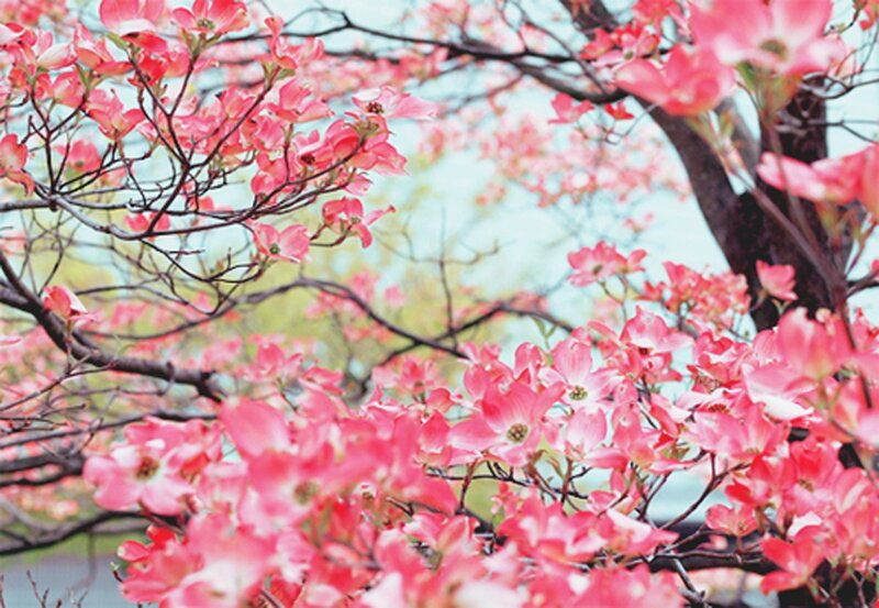 Pink Flowering Tree — Serene, Spring, Photograph