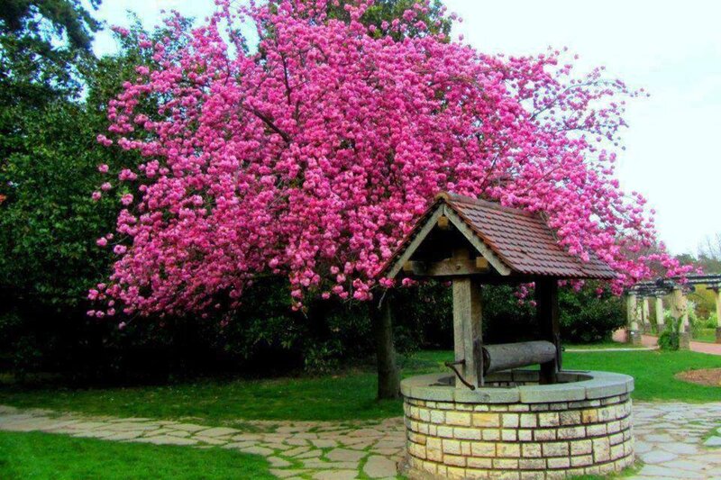 Pink Flowering Tree — Serene, Spring, Photograph, Well