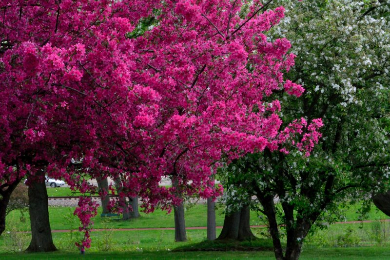 Pink Flowering Tree — Serene, Spring, Photograph, White Blossoms