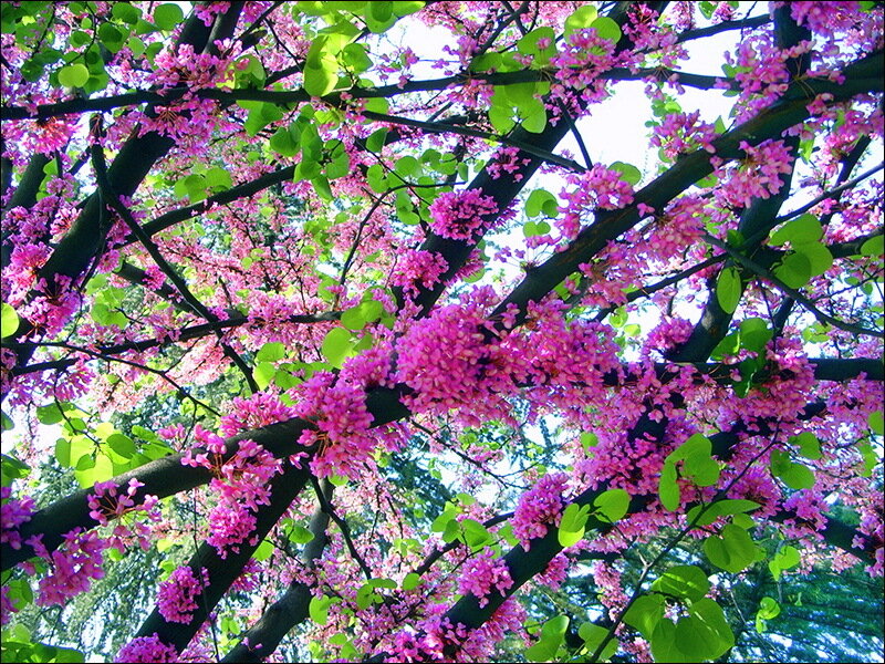 Pink Flowering Tree — Serene, Spring