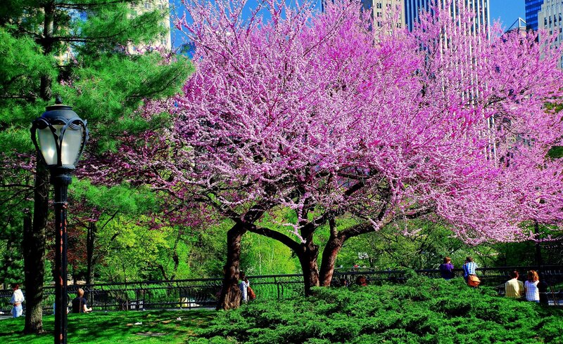 Pink Flowering Tree — Serene