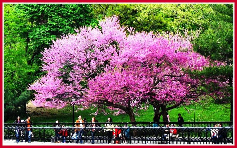 Pink Flowering Tree