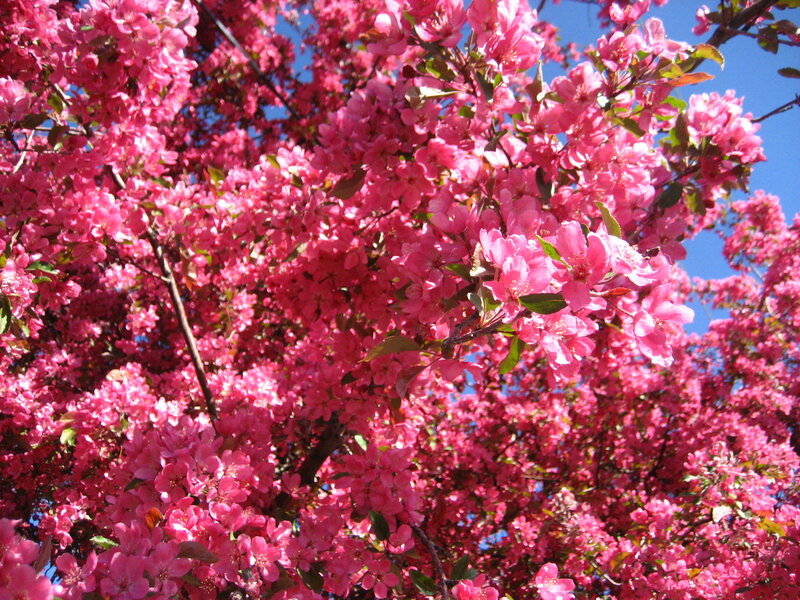 Pink Flowering Tree — Vibrant