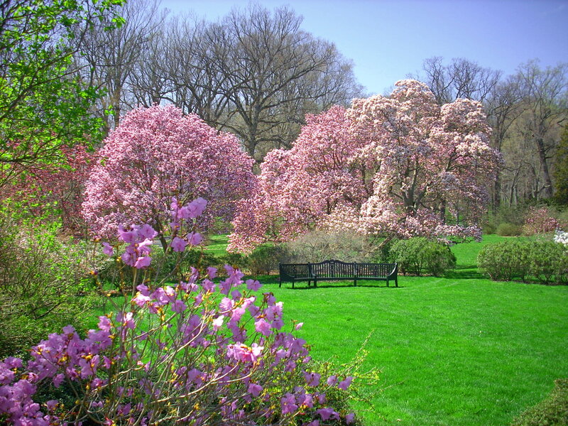 Pink Flowering Trees — Green
