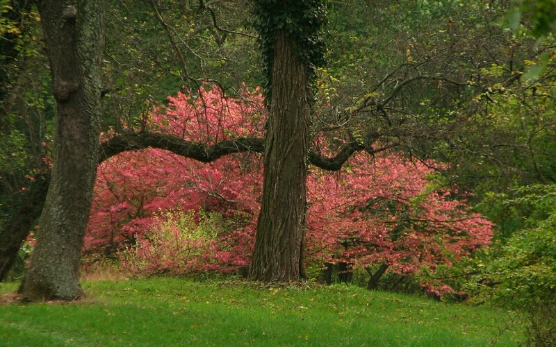 Pink flowering trees in forest