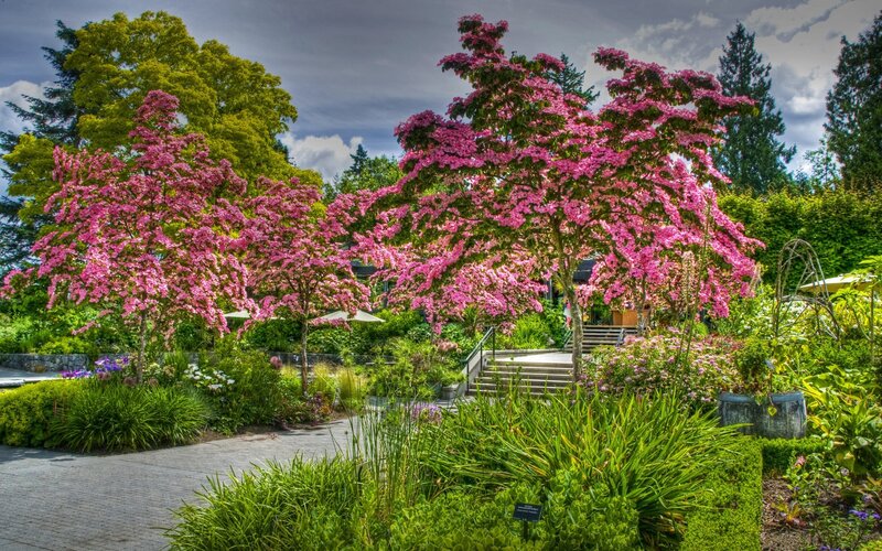 Pink-flowering Trees in Garden — Green