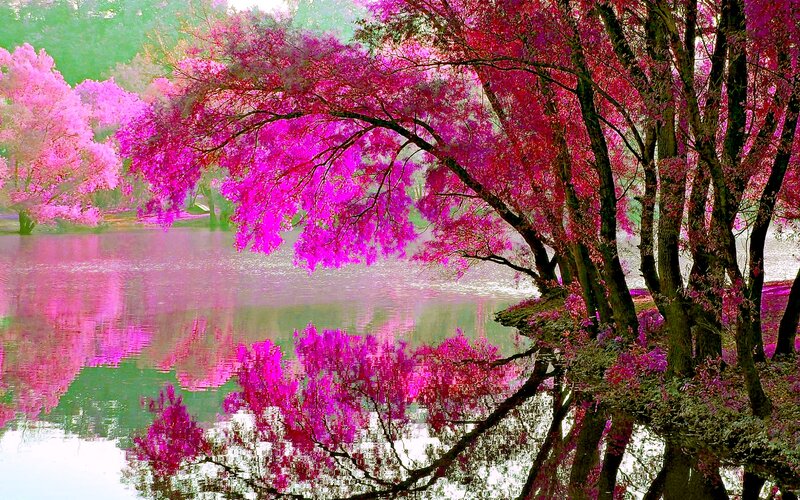 Pink Flowering Trees — Magenta