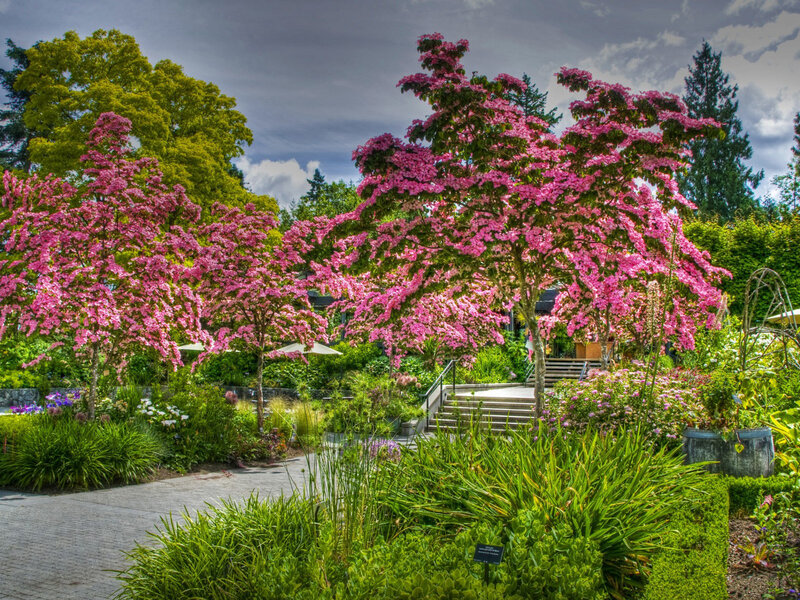 Pink-flowering Trees — Pink