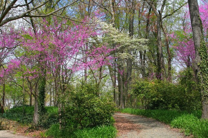 Pink Flowering Trees — Purple
