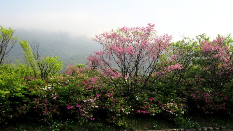 Pink Flowering Trees — Serene, Spring, Photograph, Bushes