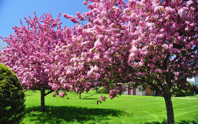 Pink Flowering Trees — Serene, Spring, Photograph, Green Lawn, House