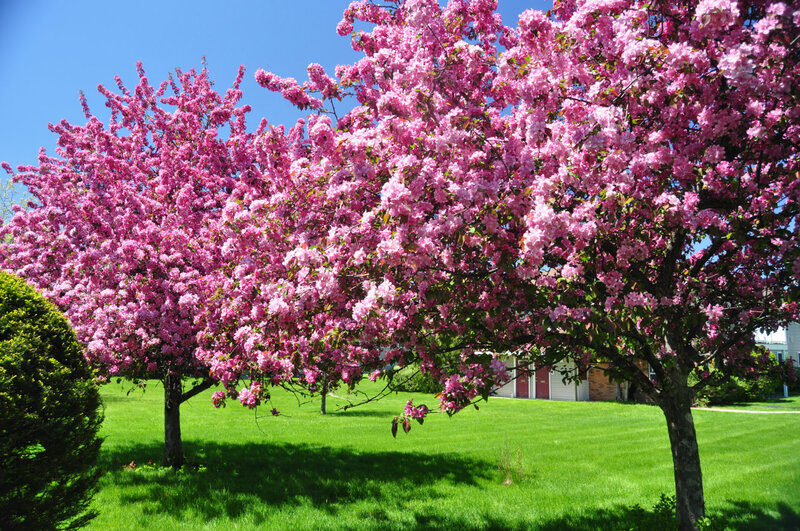 Pink Flowering Trees — Serene, Spring, Photograph, Green Lawn
