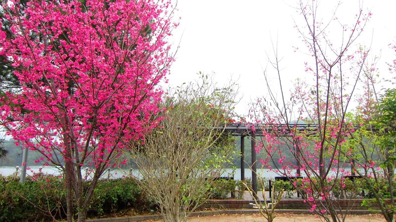 Pink Flowering Trees — Serene, Spring, Photograph, Lake