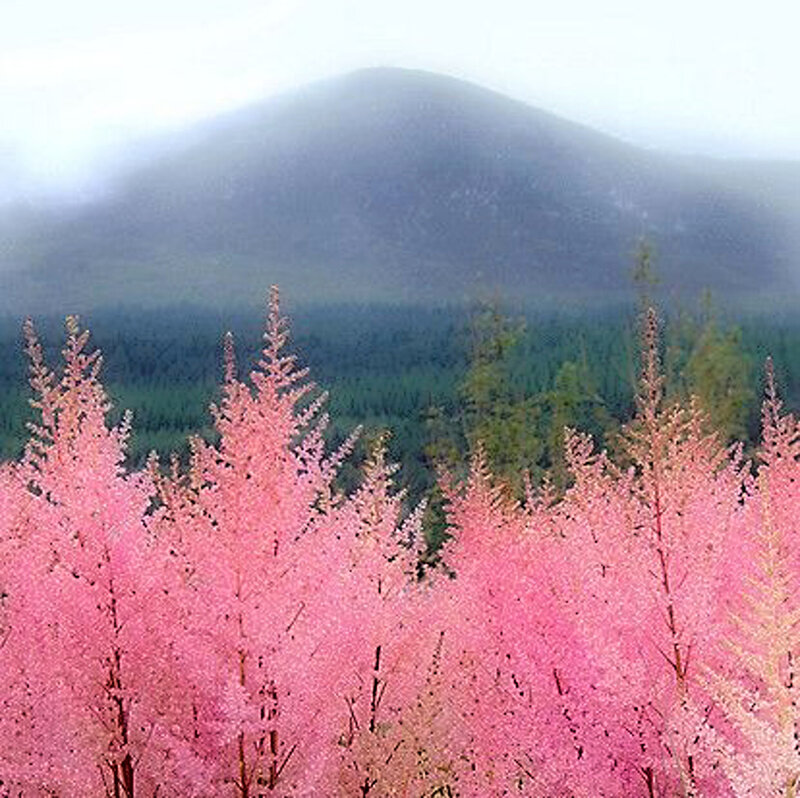Pink Flowering Trees — Serene, Spring, Photograph, Mountain