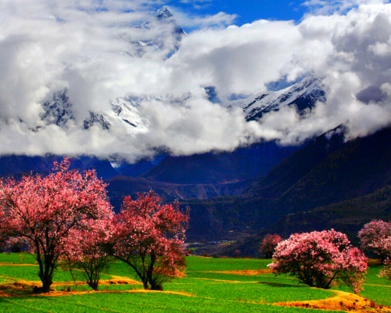 Pink Flowering Trees — Serene, Spring, Photograph, Mountains, Clouds