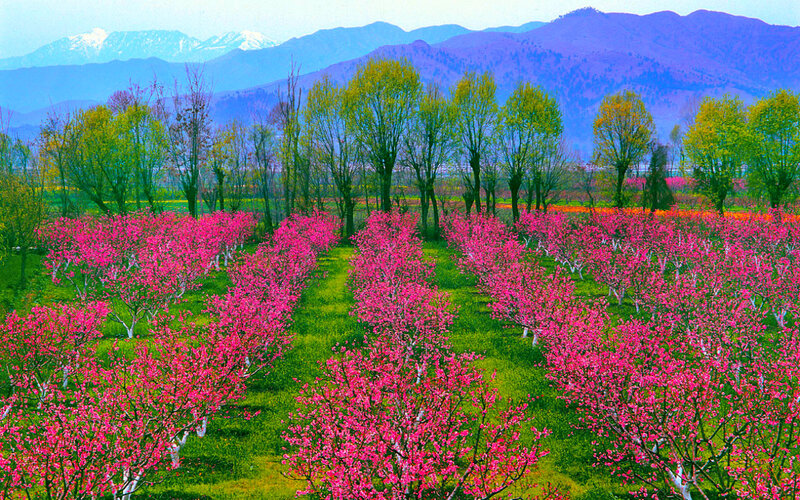 Pink Flowering Trees — Serene, Spring, Photograph, Mountains