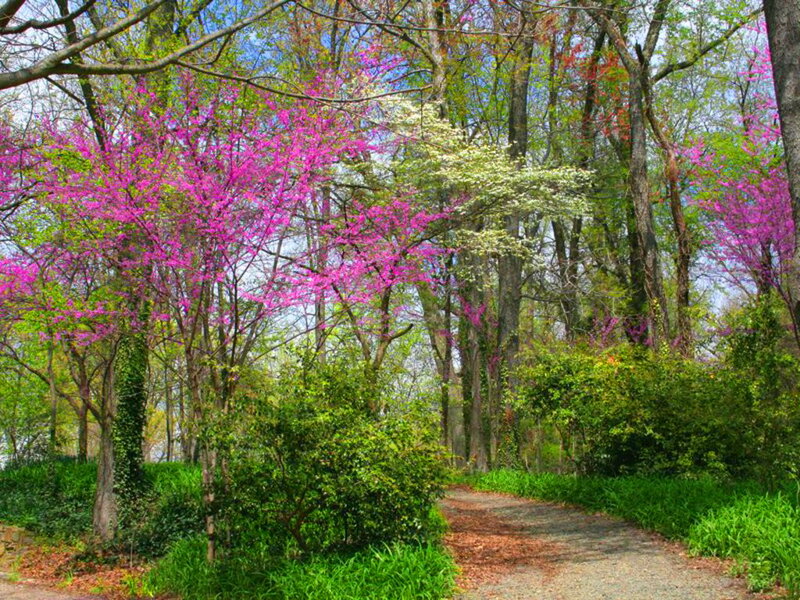 Pink Flowering Trees — Serene, Spring, Photograph