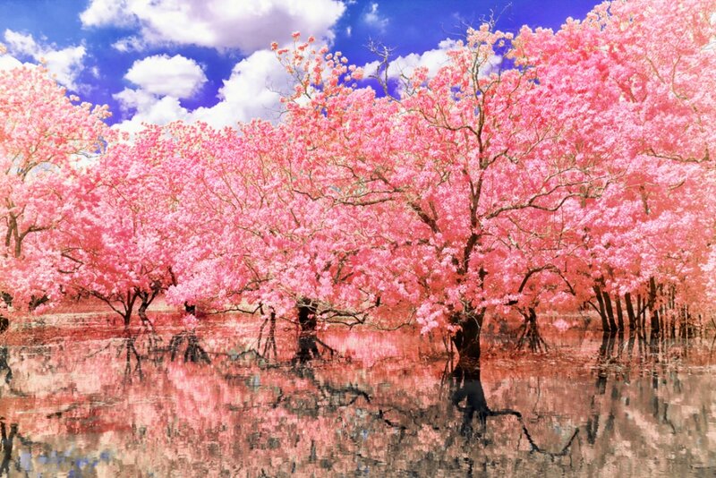 Pink Flowering Trees — Serene, Spring, Photograph, Water