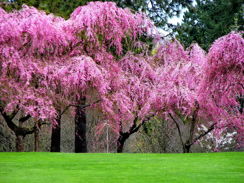 Pink Flowering Trees — Serene, Spring
