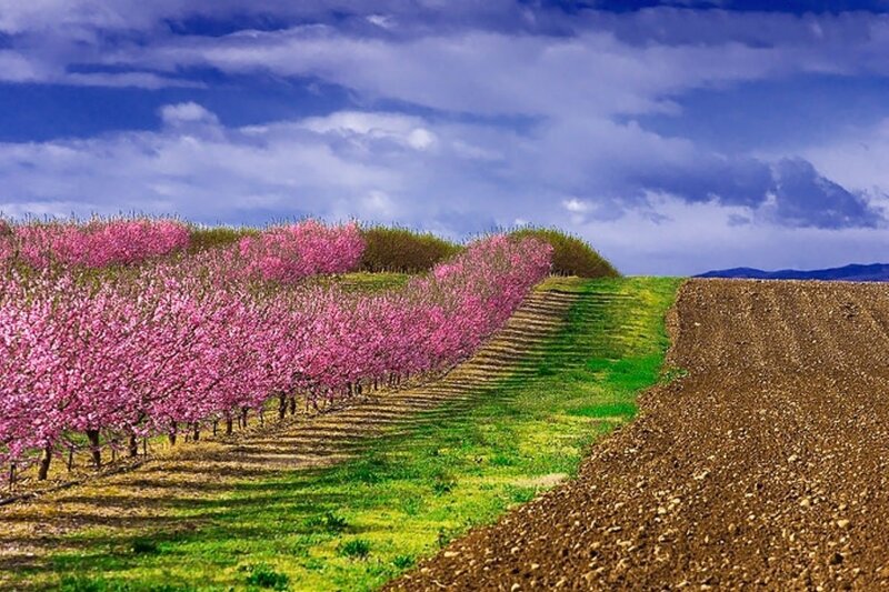Pink Flowering Trees — Serene