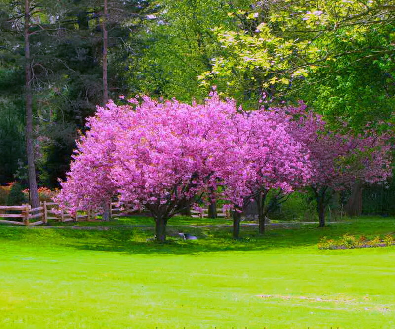 Pink Flowering Trees