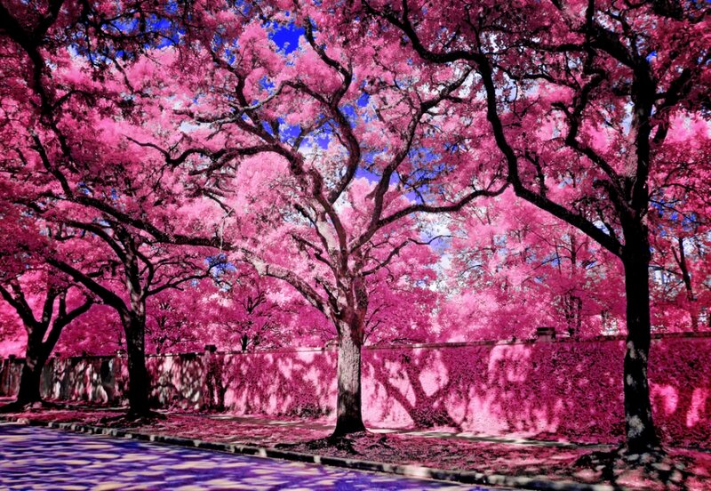 Pink Flowering Trees — Vibrant