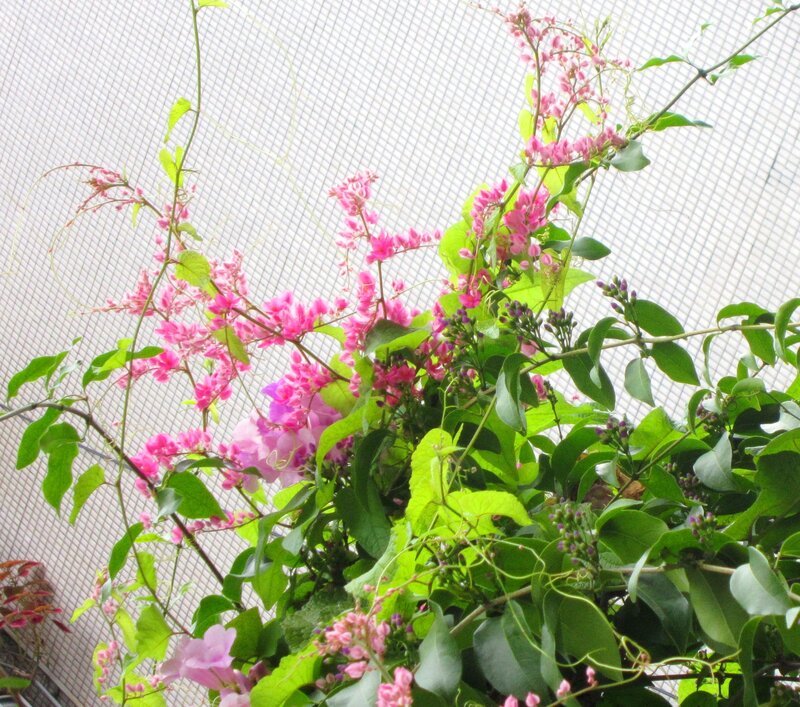 Pink Flowering Vine — Calm