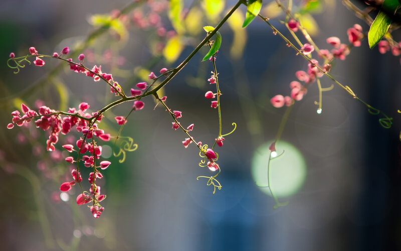 Pink Flowering Vine — Serene