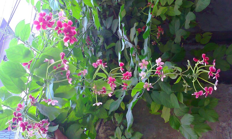 Pink Flowering Vine