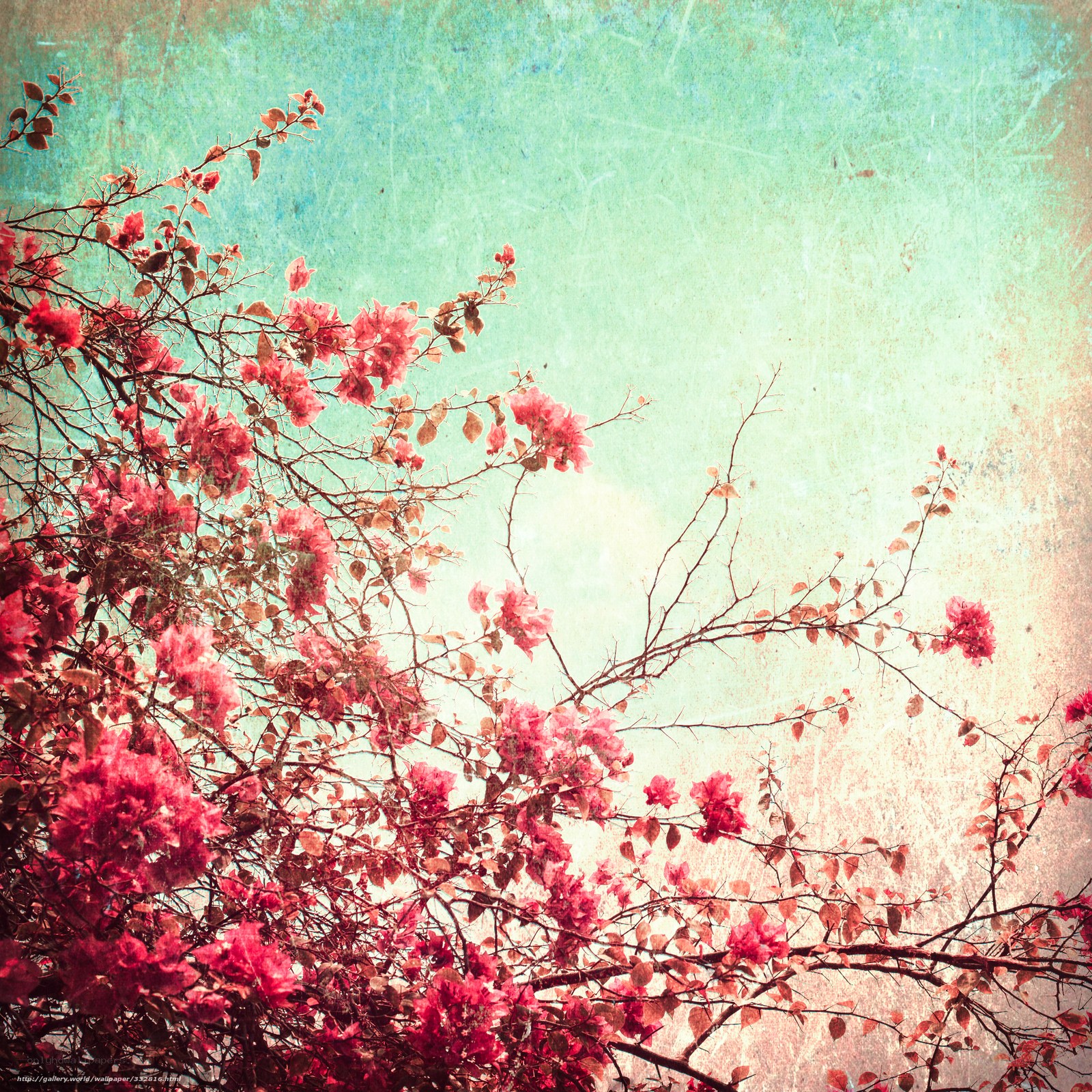 Pink flowers against a textured sky