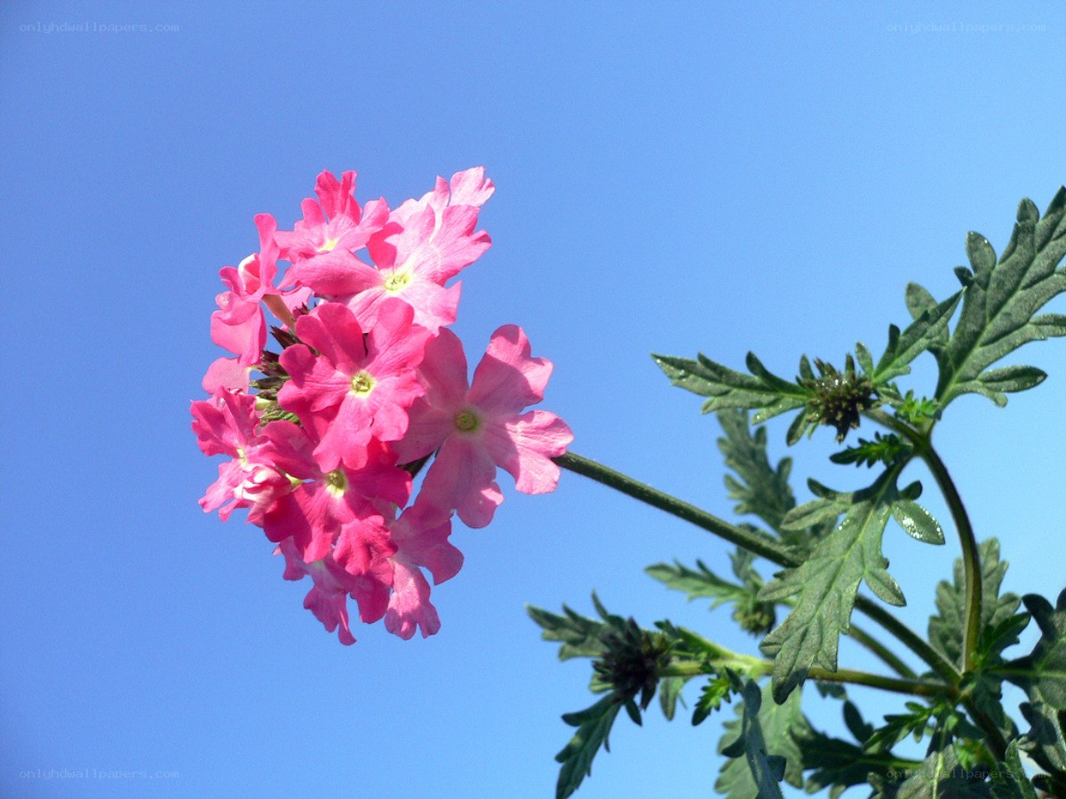 Pink flowers against blue sky