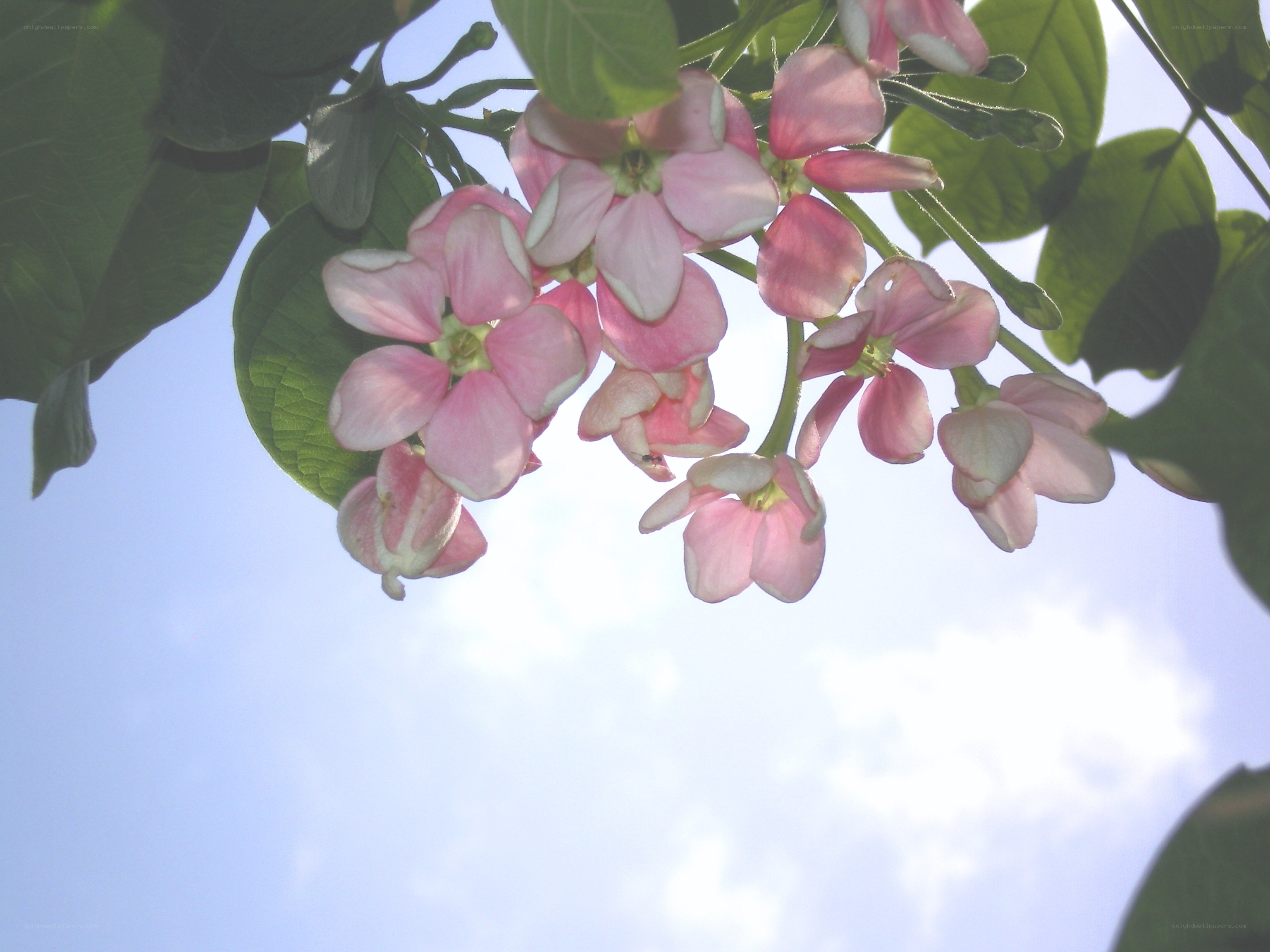 Pink flowers against blue sky