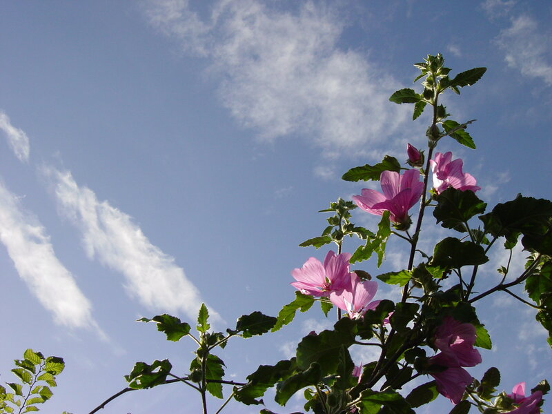 Pink flowers against blue sky