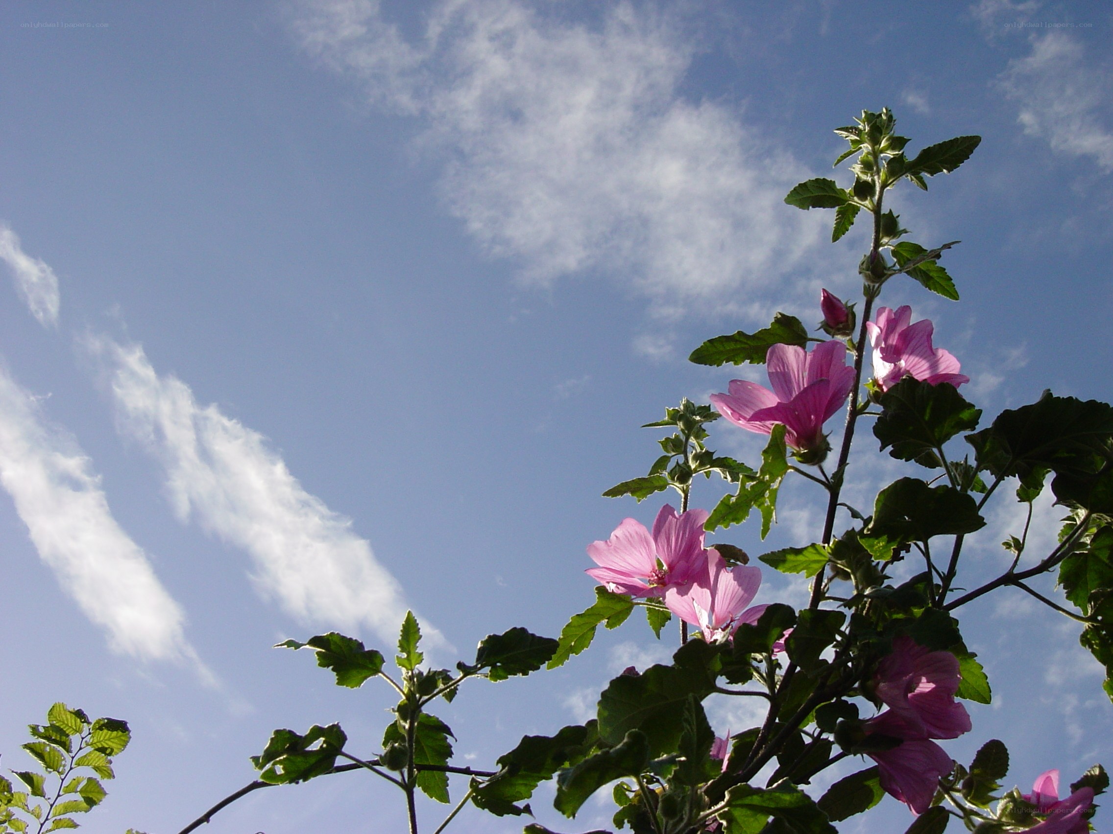 Pink flowers against blue sky