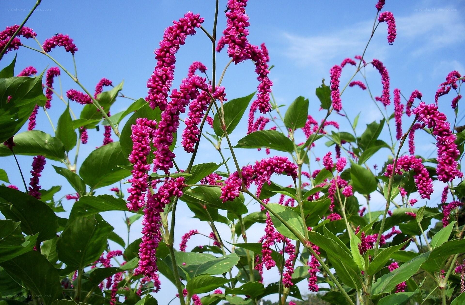 Pink flowers against blue sky