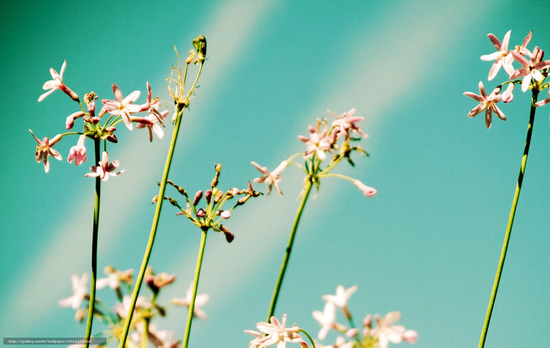 Pink Flowers Against Blue Sky — Serene, Afternoon
