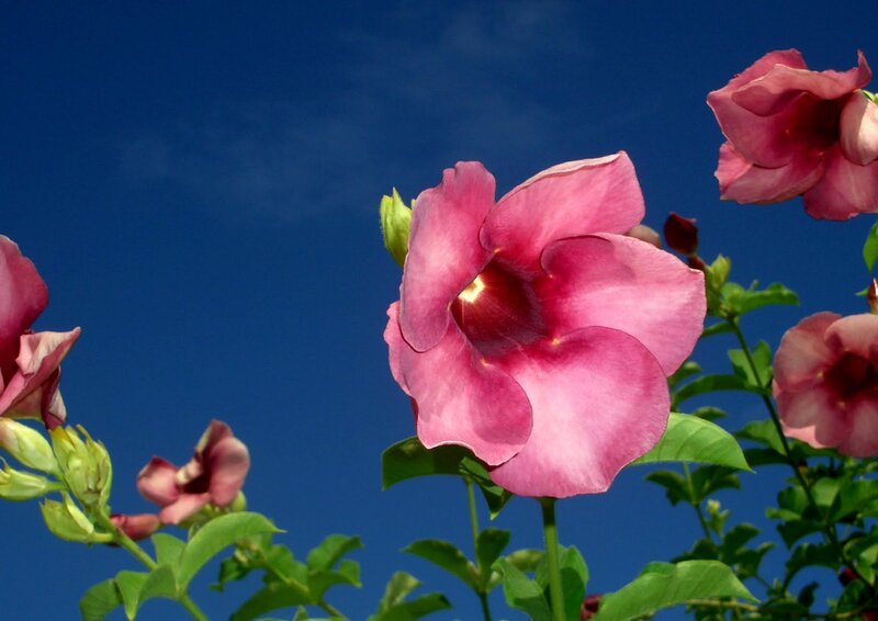 Pink Flowers Against Blue Sky — Serene