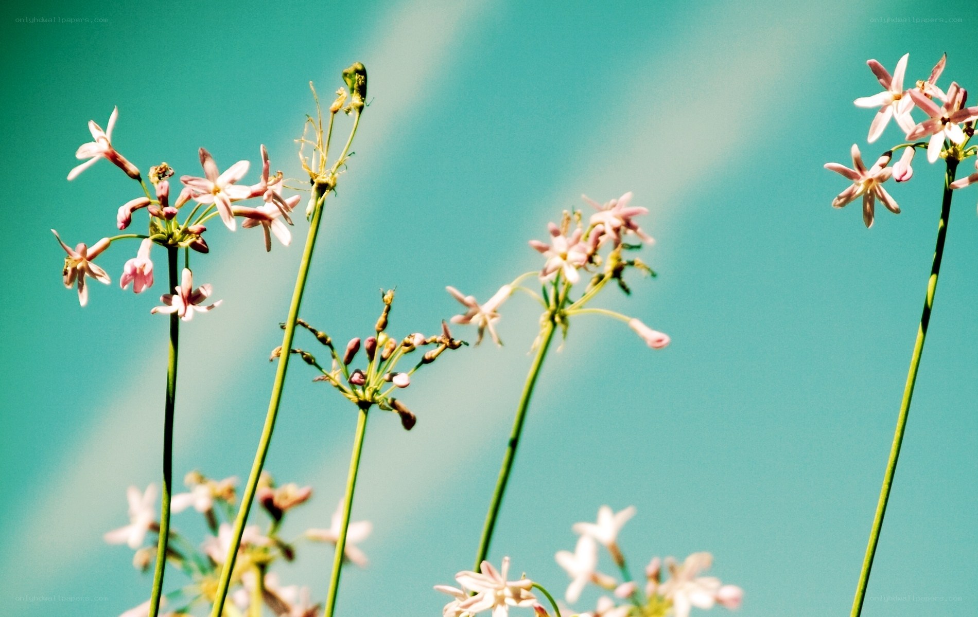 Pink flowers against blue sky