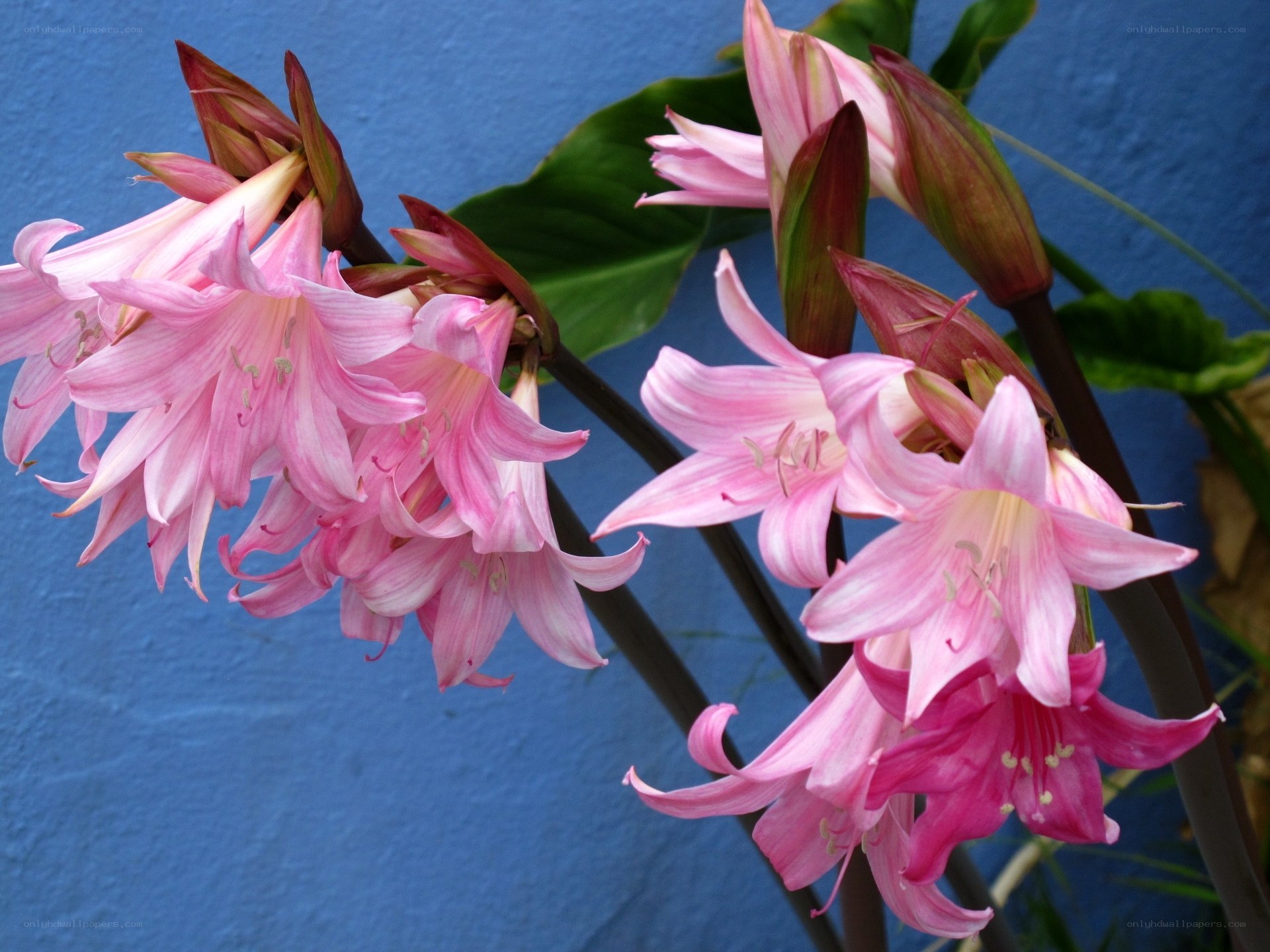 Pink flowers against blue wall