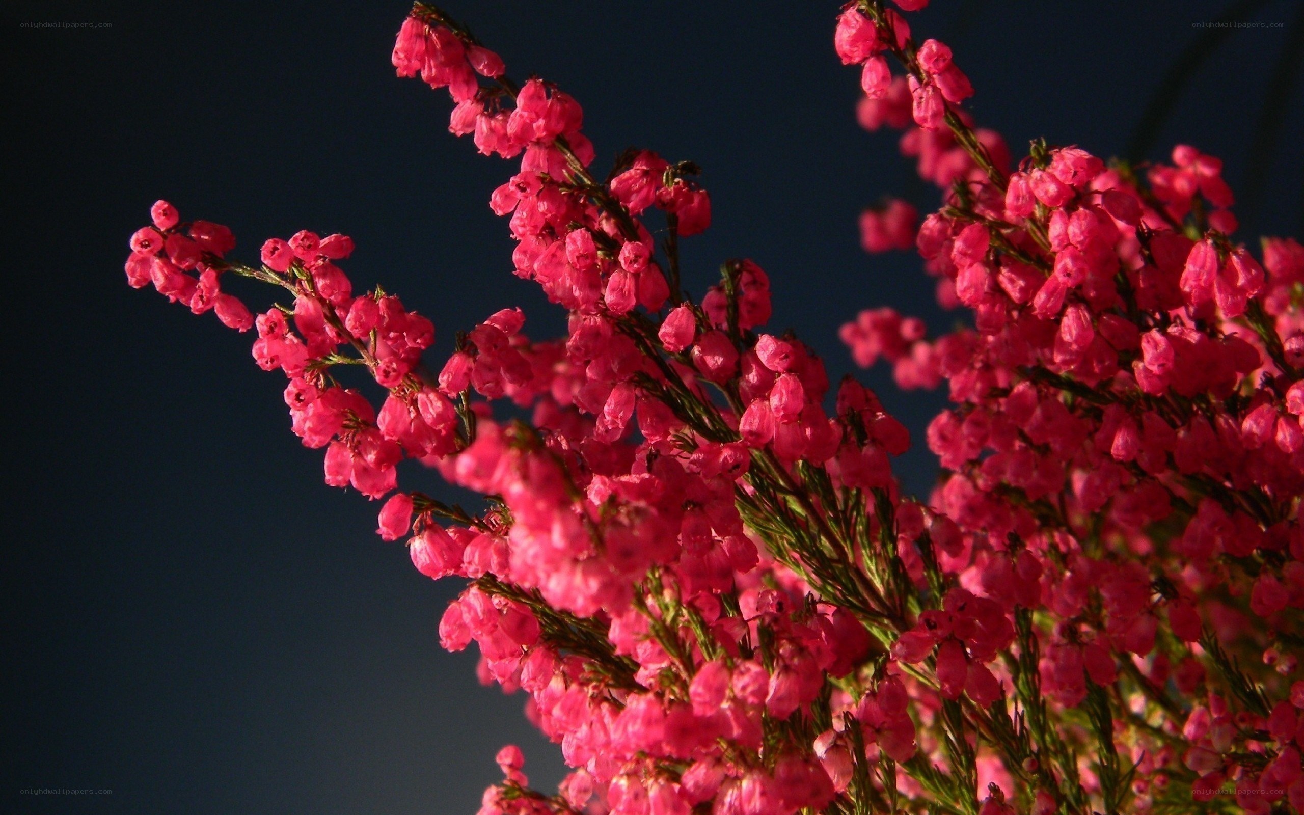 Pink flowers against dark sky