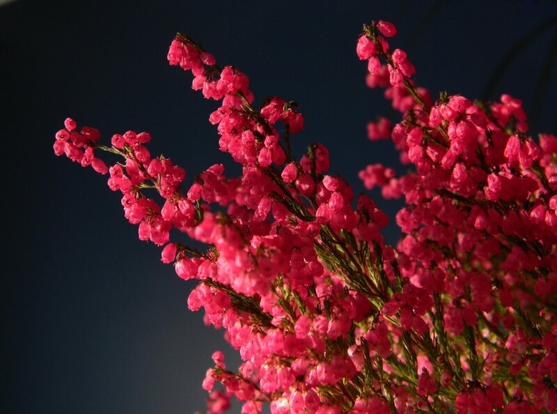 Pink flowers against dark sky