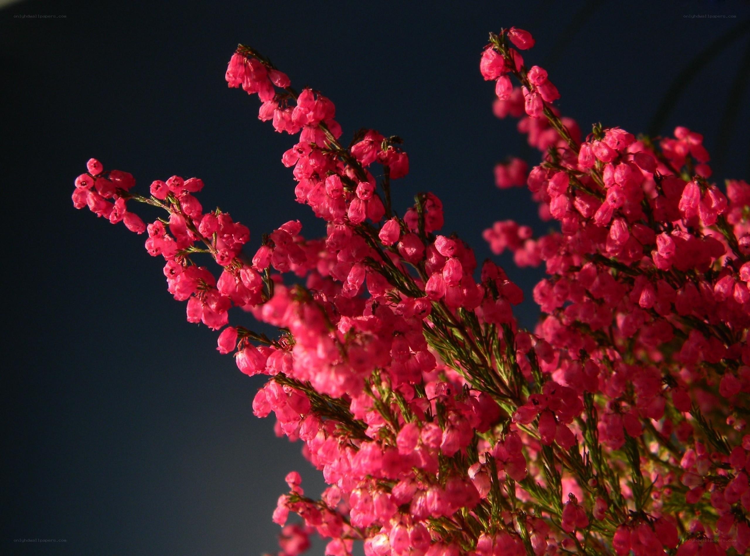 Pink flowers against dark sky