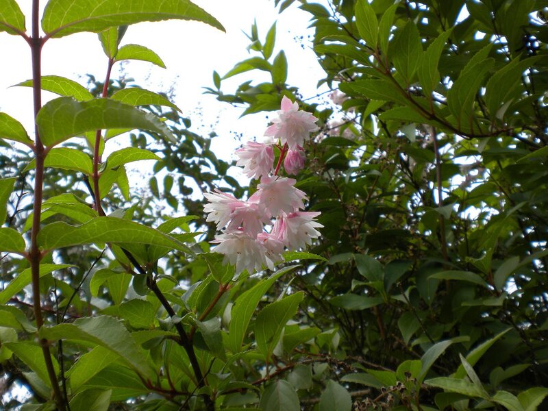 Pink flowers among green leaves