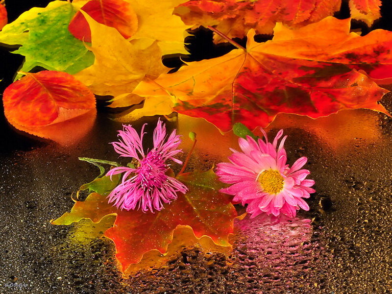 Pink Flowers and Autumn Leaves