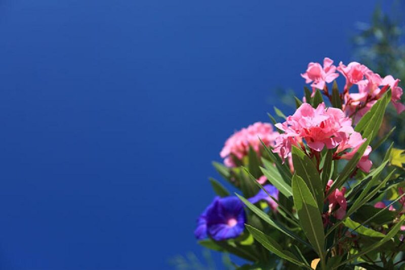 Pink Flowers and Blue Bloom